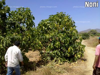 Noni con fruto 