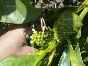 Noni con fruto 