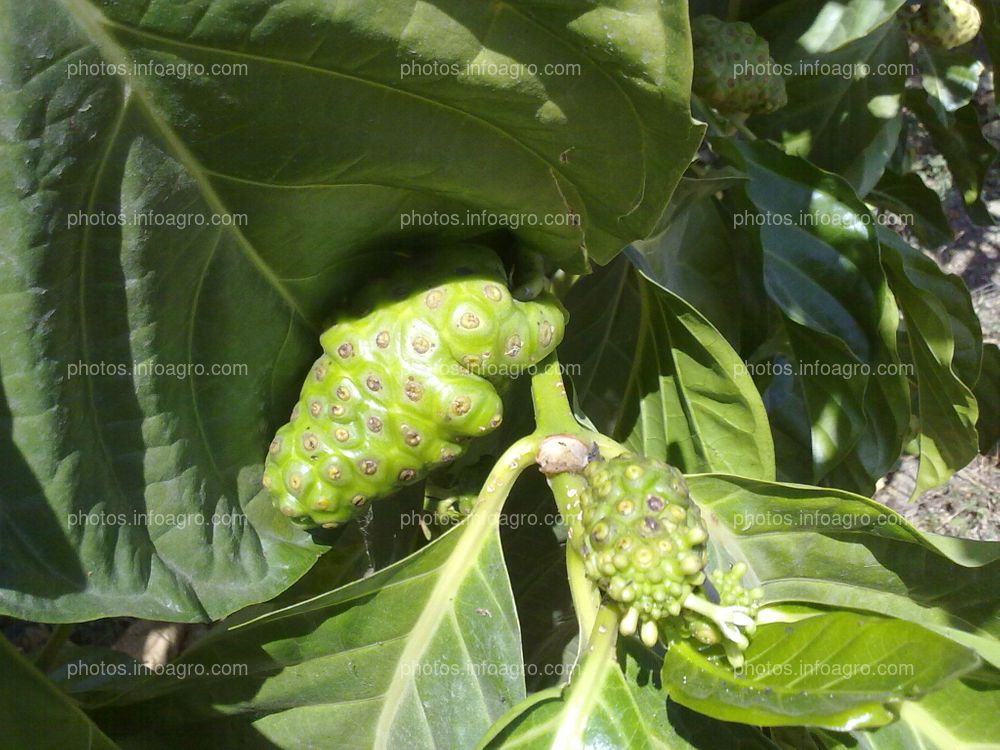 Noni con fruto 