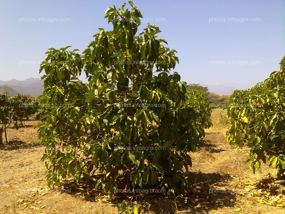 Noni con fruto 