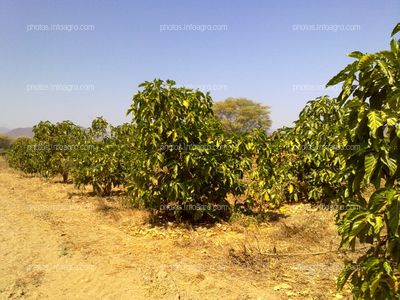 Noni con fruto 