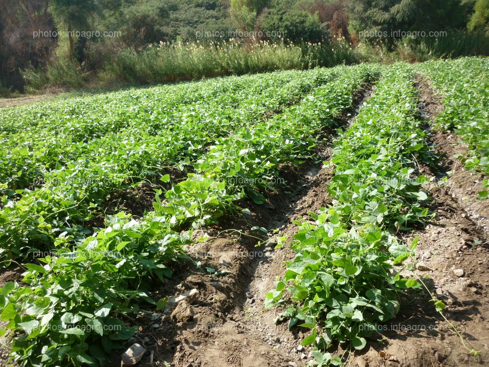 Pallar en floración cuajado y formación