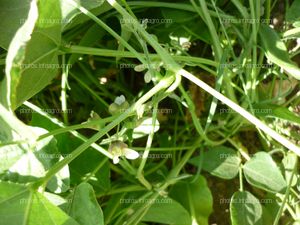 Pallar en floración cuajado y formación