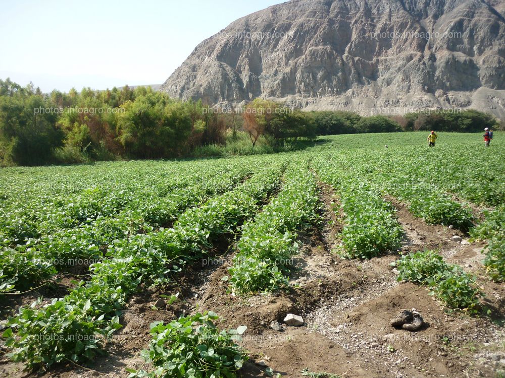 Pallar en floración cuajado y formación