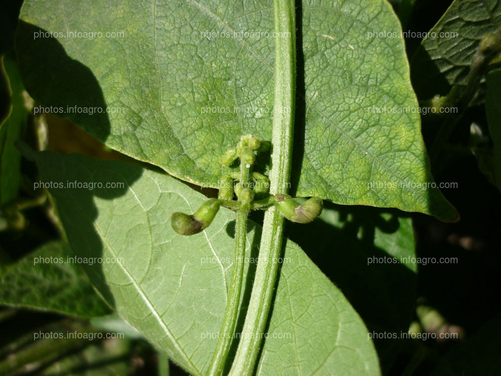 Pallar en floración cuajado y formación