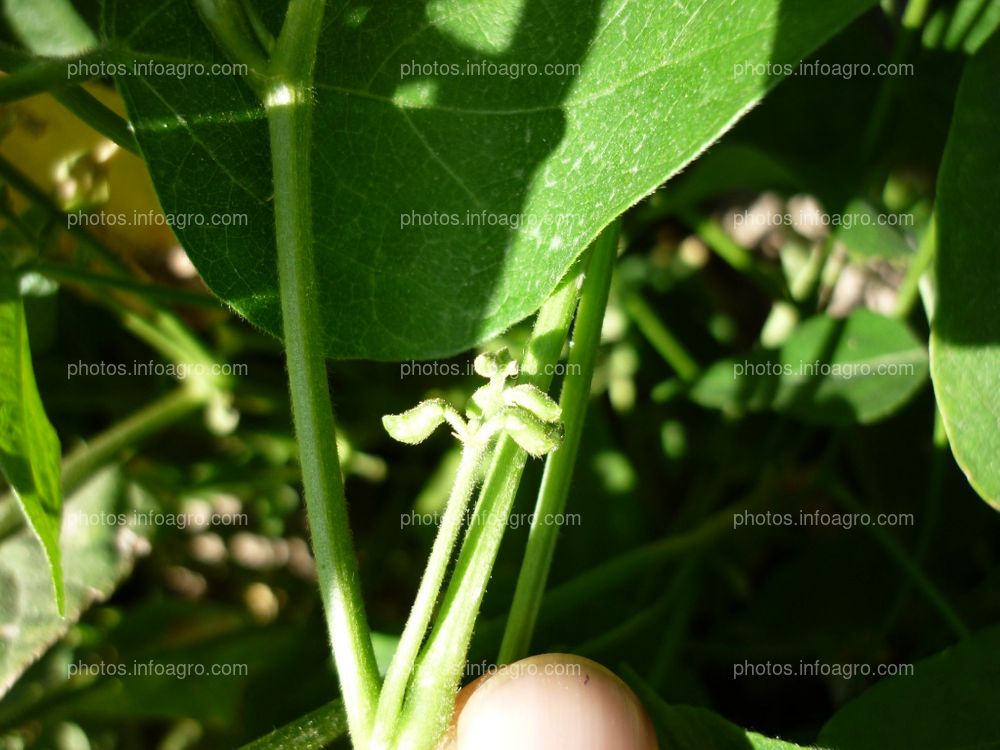 Pallar en floración cuajado y formación