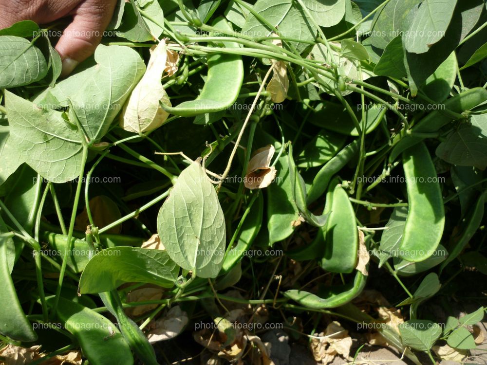 Pallar en floración cuajado y formación