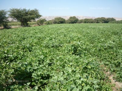 Pallar en floración cuajado y formación