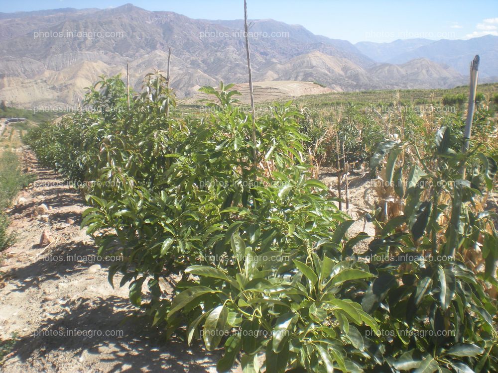 Fundo de palto con problemas de salinidad y uniformidad de crecimiento