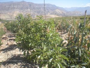 Fundo de palto con problemas de salinidad y uniformidad de crecimiento