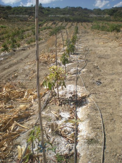 Fundo de palto con problemas de salinidad y uniformidad de crecimiento