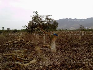 Palto cuyo patrán es palto