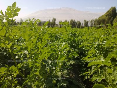 Papa en tuberización