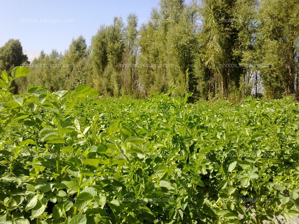 Papa en tuberización