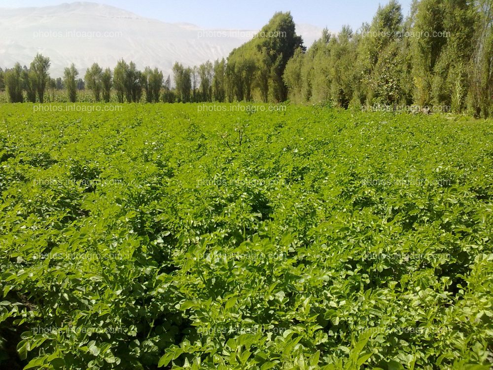 Papa en tuberización