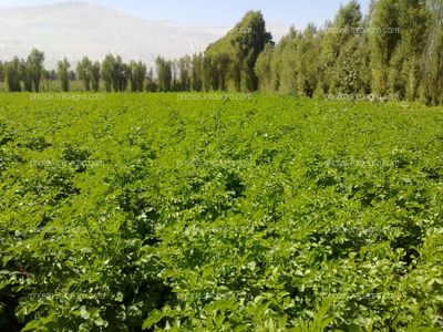 Papa en tuberización