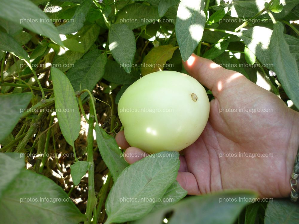 Pepino Perú