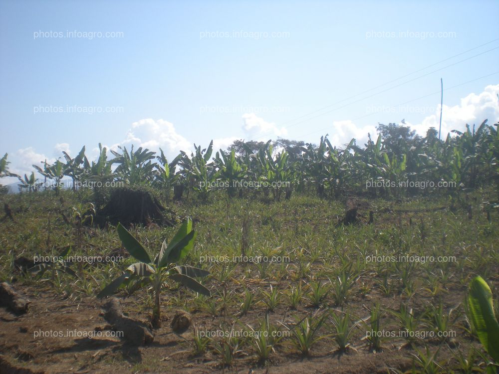 Piña en crecimiento vegetativo