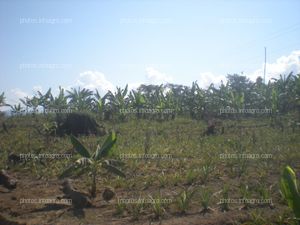 Piña en crecimiento vegetativo