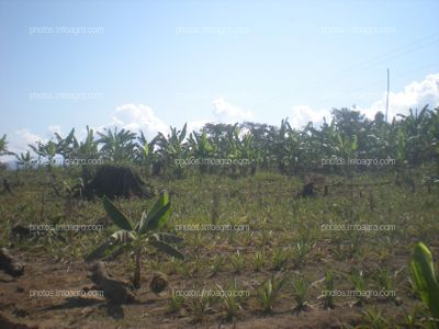 Piña en crecimiento vegetativo