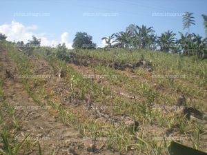 Piña en crecimiento vegetativo