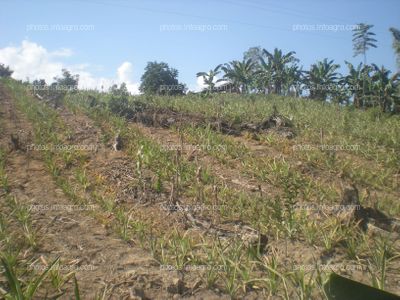 Piña en crecimiento vegetativo