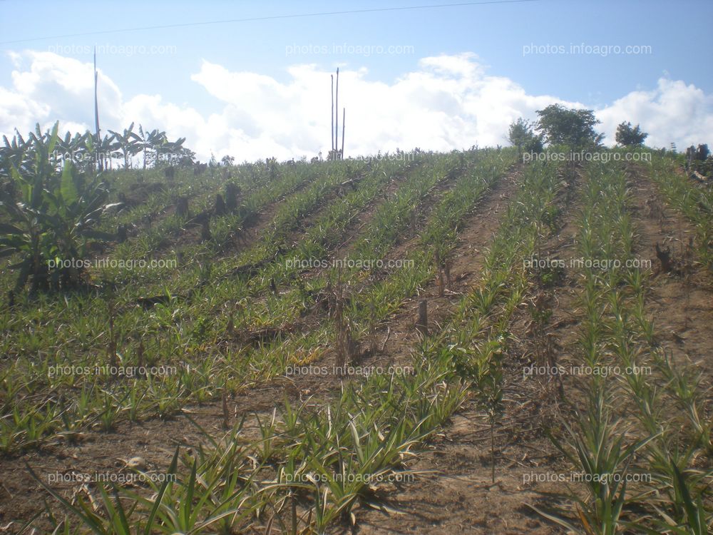 Piña en crecimiento vegetativo