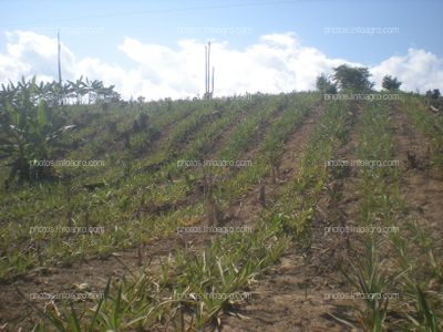 Piña en crecimiento vegetativo