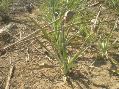 Piña en crecimiento vegetativo