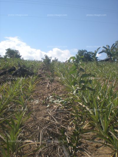 Piña en crecimiento vegetativo