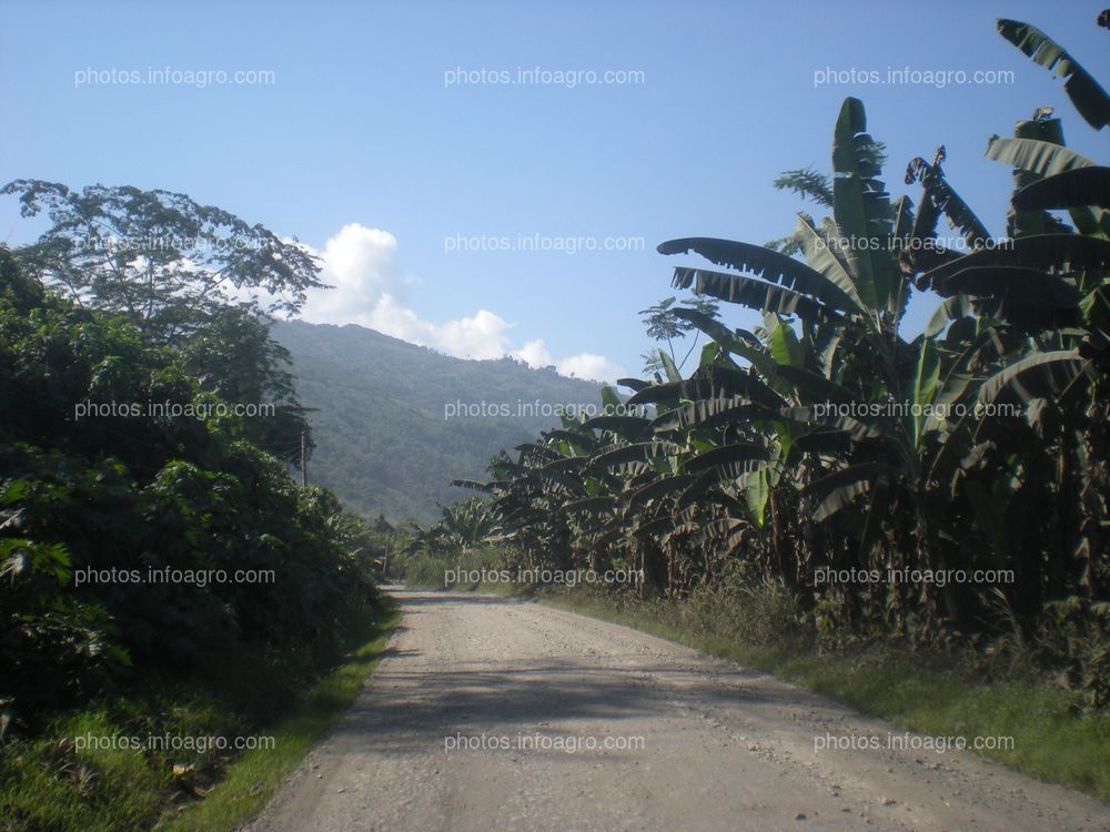 Plataneras Perú