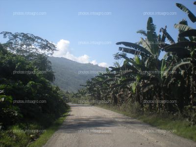 Plataneras Perú