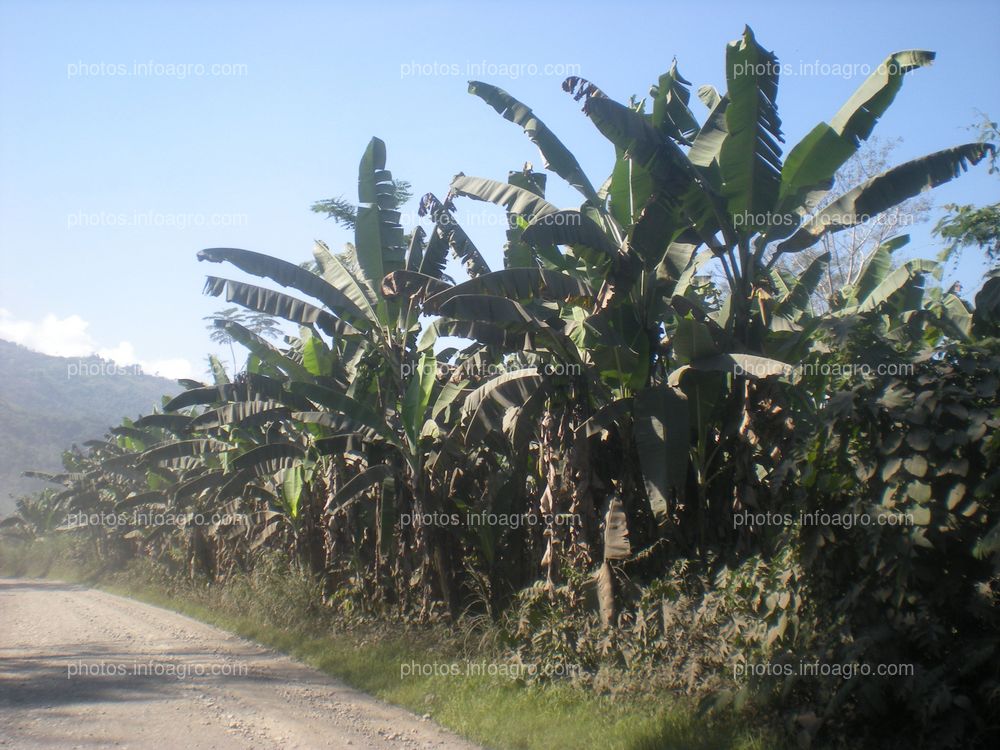 Plataneras Perú