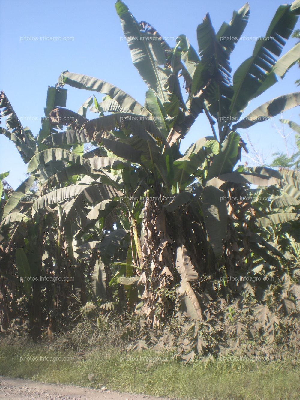 Plataneras Perú