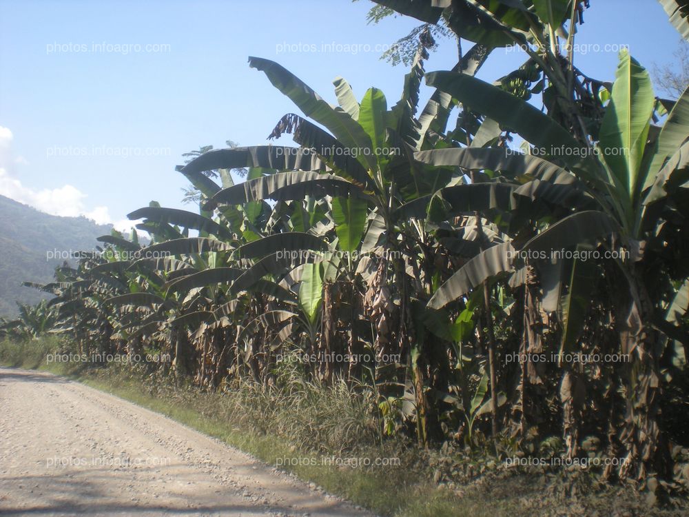 Plataneras Perú