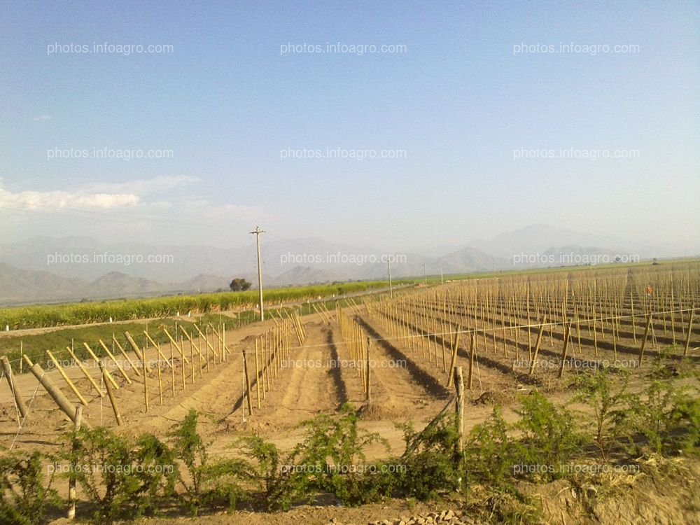 Preparación de campo de vid