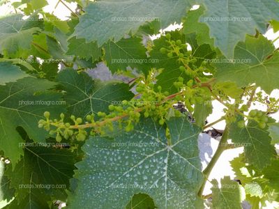 Vid italiana en formación de fruto