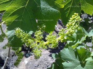 Vid italiana en formación de fruto