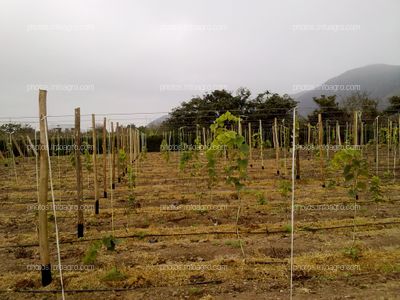 Vid recién plantada