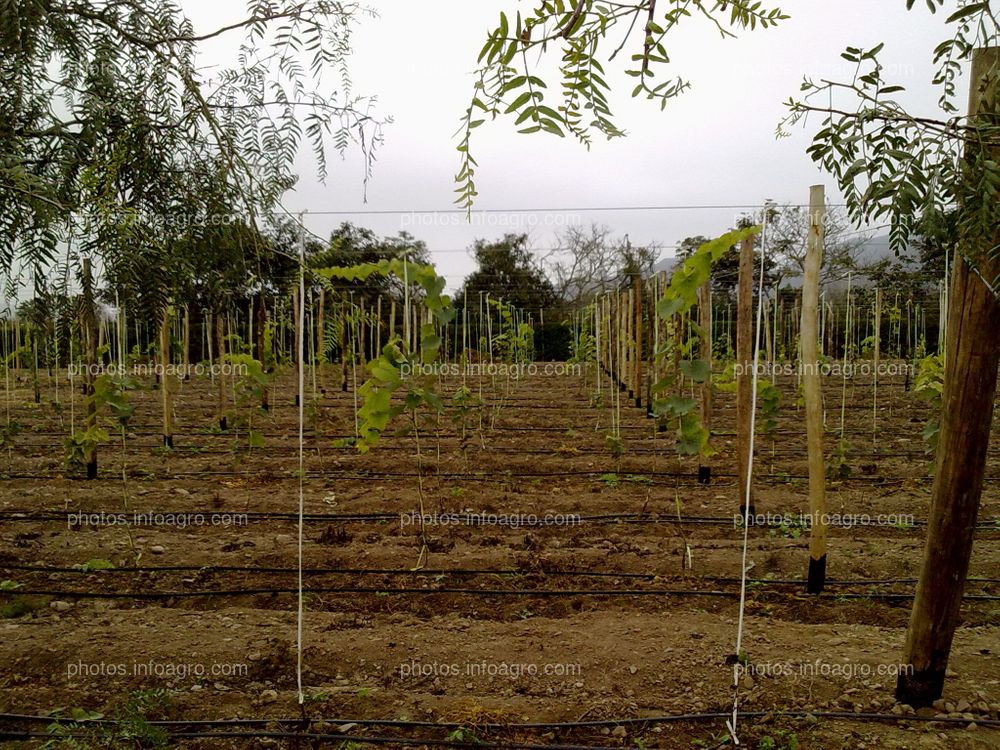 Vid recién plantada