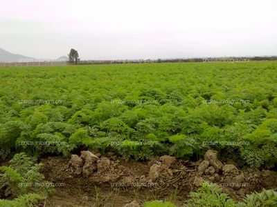 Zanahoria Perú