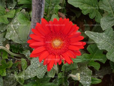 Gerbera