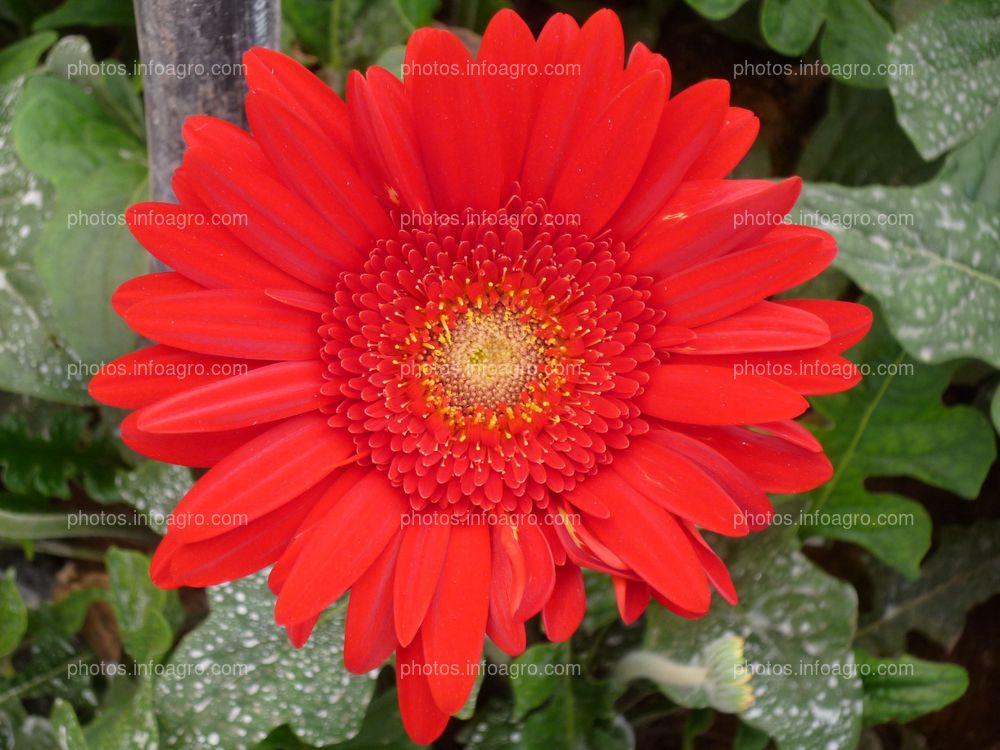 Gerbera