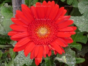 Gerbera