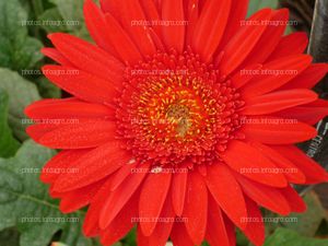 Gerbera