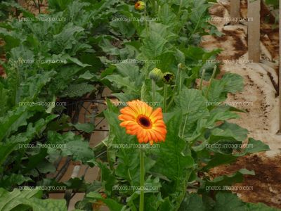 Gerbera