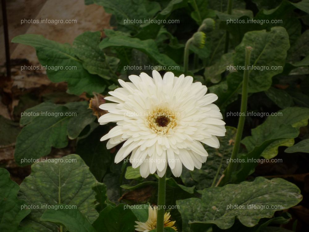 Gerbera