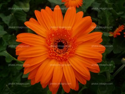 Gerbera