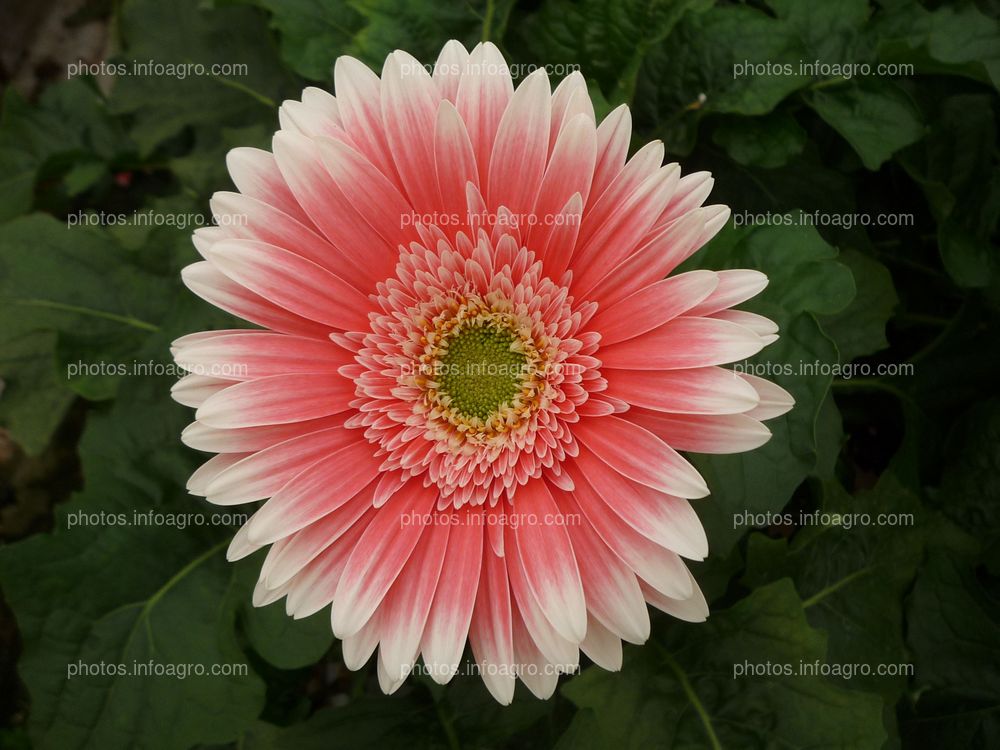 Gerbera