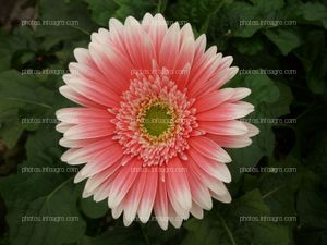 Gerbera